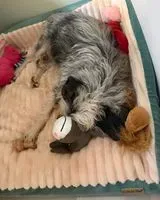 EMERGENCY: Dog lost in Paris