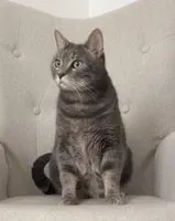 Cat lost in Divatte-sur-Loire