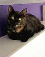 URGENCE : Chat perdu(e) à Paris