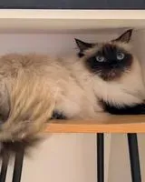 Katze in Stockerau verloren