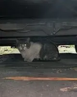 URGENCIA: Gato encontrado(a) en Buenos Aires