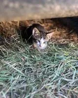 Katze in Sèvremoine verloren