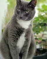 Cat lost in Vertou