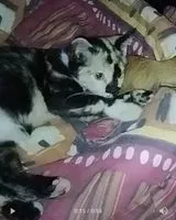 Cat lost in Mouzillon