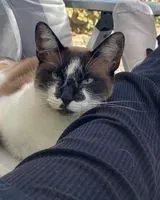 Cat lost in Porto