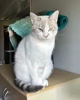 URGENCE : Chat perdu(e) à Tonnay-Charente