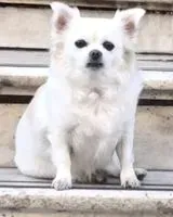 NOTFALL: Hund in Catane verloren