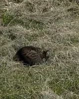 Cat seen in Nantes