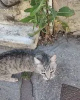 URGENCIA: Gato visto(a) en Bordeaux