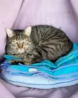 URGENCE : Chat perdu(e) à Saint-Jean-de-Monts