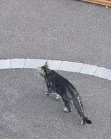 URGÊNCIA: Gato visto(a) em Saint-Maurice