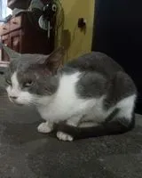 Gatto smarrito(a) a Caripito