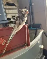 Pájaro perdido(a) en Valencia