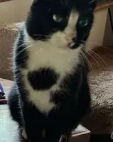 NOTFALL: Katze in Sendenhorst verloren