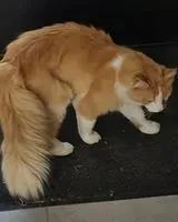 Gatto smarrito(a) a Le Pallet