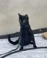 URGENZA: Gatto smarrito(a) a Ponteilla