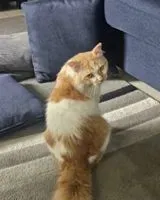 Gato perdido(a) em Kuala Terengganu