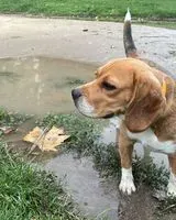 URGENCE : Chien perdu(e) à Paris