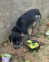 NOTFALL: Hund in Les Sables-d'Olonne gefunden