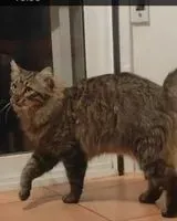 Gato perdido(a) en Sant Feliu De Llobregat