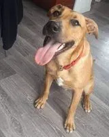 NOTFALL: Hund in Mont-Saint-Aignan verloren