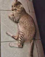 Chat perdu(e) à Teayo