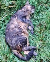 NOTFALL: Katze in Petit-Mars gefunden