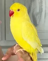 NOTFALL: Vogel in Lissy verloren