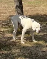 URGENCIA: Perro encontrado(a) en Pinsac