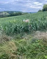 NOTFALL: Nutztier in Penne-d'Agenais gesehen