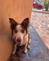 Dog found in León de los Aldama