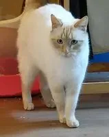 NOTFALL: Katze in Saint-Vaast-la-Hougue verloren
