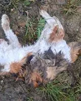 URGENCE : Chat trouvé(e) à Nort-sur-Erdre