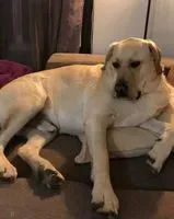Cão perdido(a) em Epagny Metz Tessy
