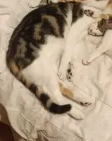 URGENCE : Chat perdu(e) à Montluçon