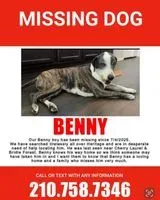 NOTFALL: Hund in San Antonio verloren