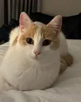Katze in Clisson verloren