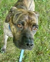 Hund in Flint gefunden