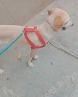 Dog found in Bengaluru