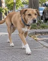 Dog found in Ensenada