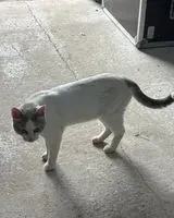 Cat found in Banthelu