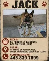 Cão perdido(a) em Morelia