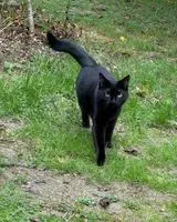 URGÊNCIA: Gato perdido(a) em Rezé