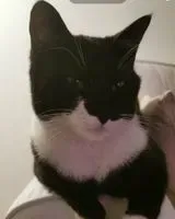 URGENZA: Gatto smarrito(a) a Melgven