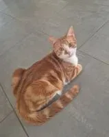 Gatto smarrito(a) a Ancenis Saint Gereon