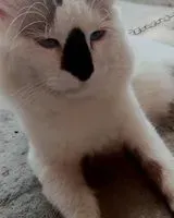 Cat found in Villasis