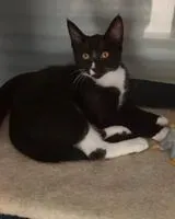 EMERGENCY: Cat lost in Pléchâtel