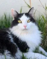 Katze in Cugand-la-Bernardière verloren