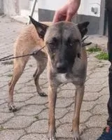 URGENCIA: Perro encontrado(a) en Troisfontaines