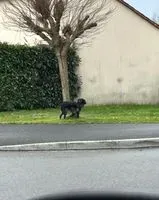EMERGENCY: Dog seen in La Chapelle-Heulin